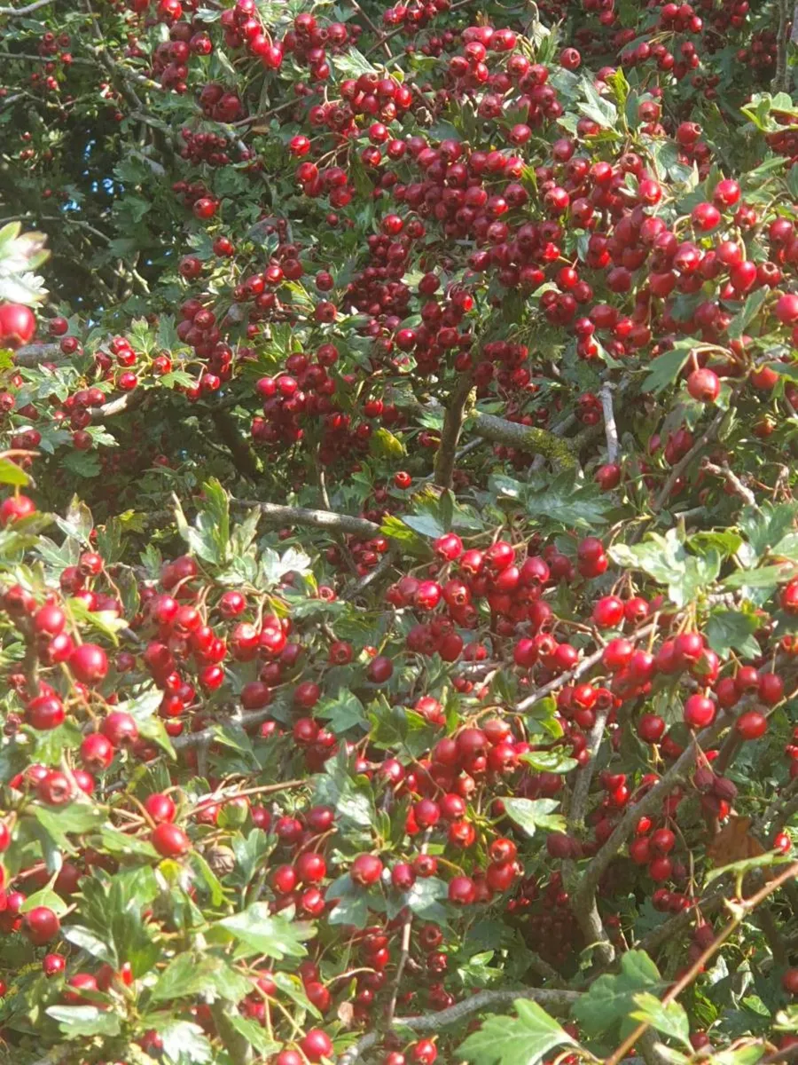 WHITETHORN  AND BLACKTHORN HEDGING  FOR ACRES. - Image 1