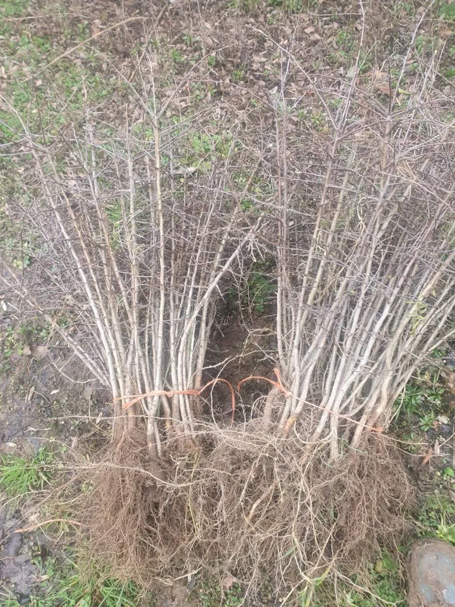 WHITETHORN  AND BLACKTHORN FOR SALE - Image 1