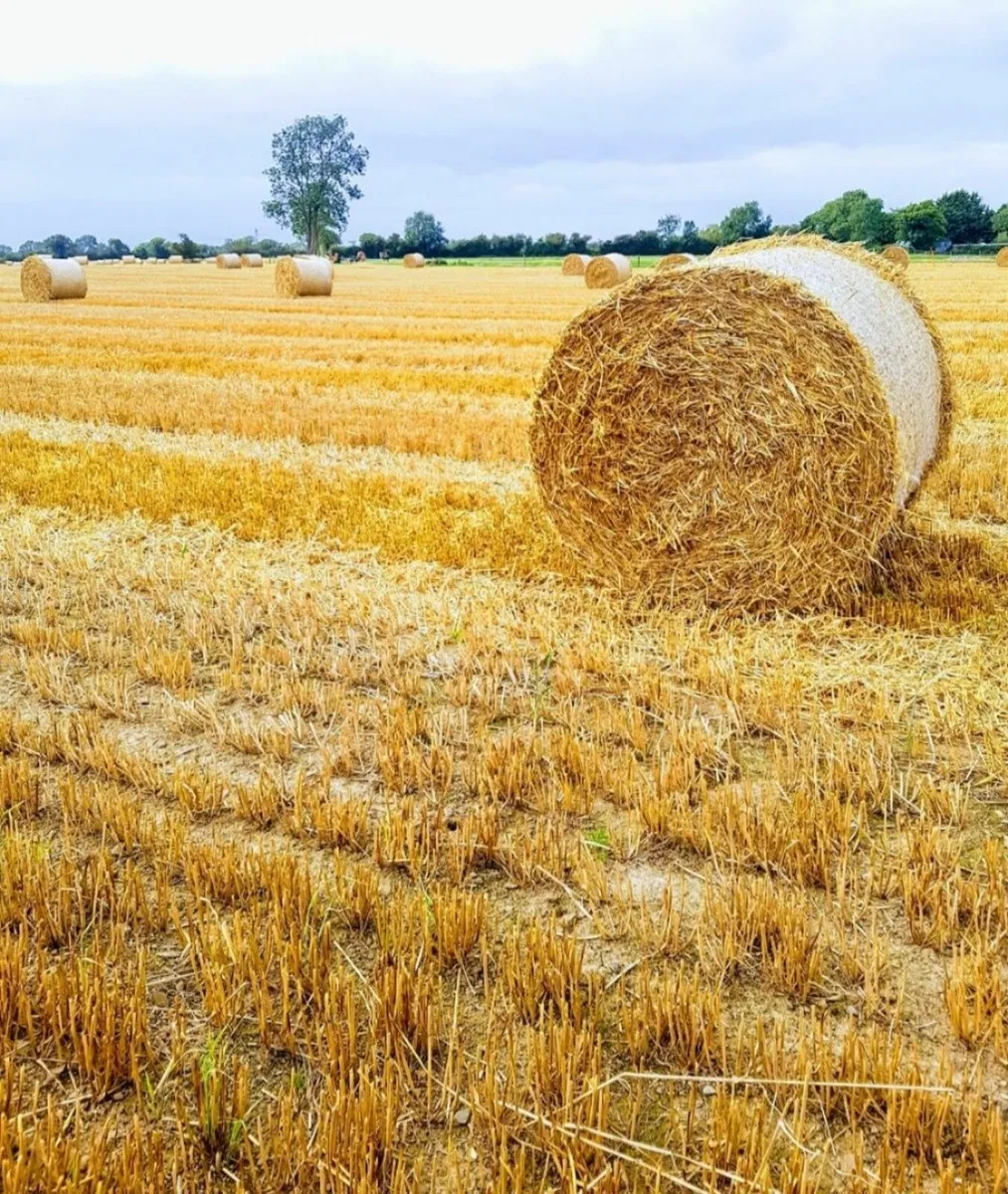 STRAW for sale in Co. Kildare for €1 on DoneDeal