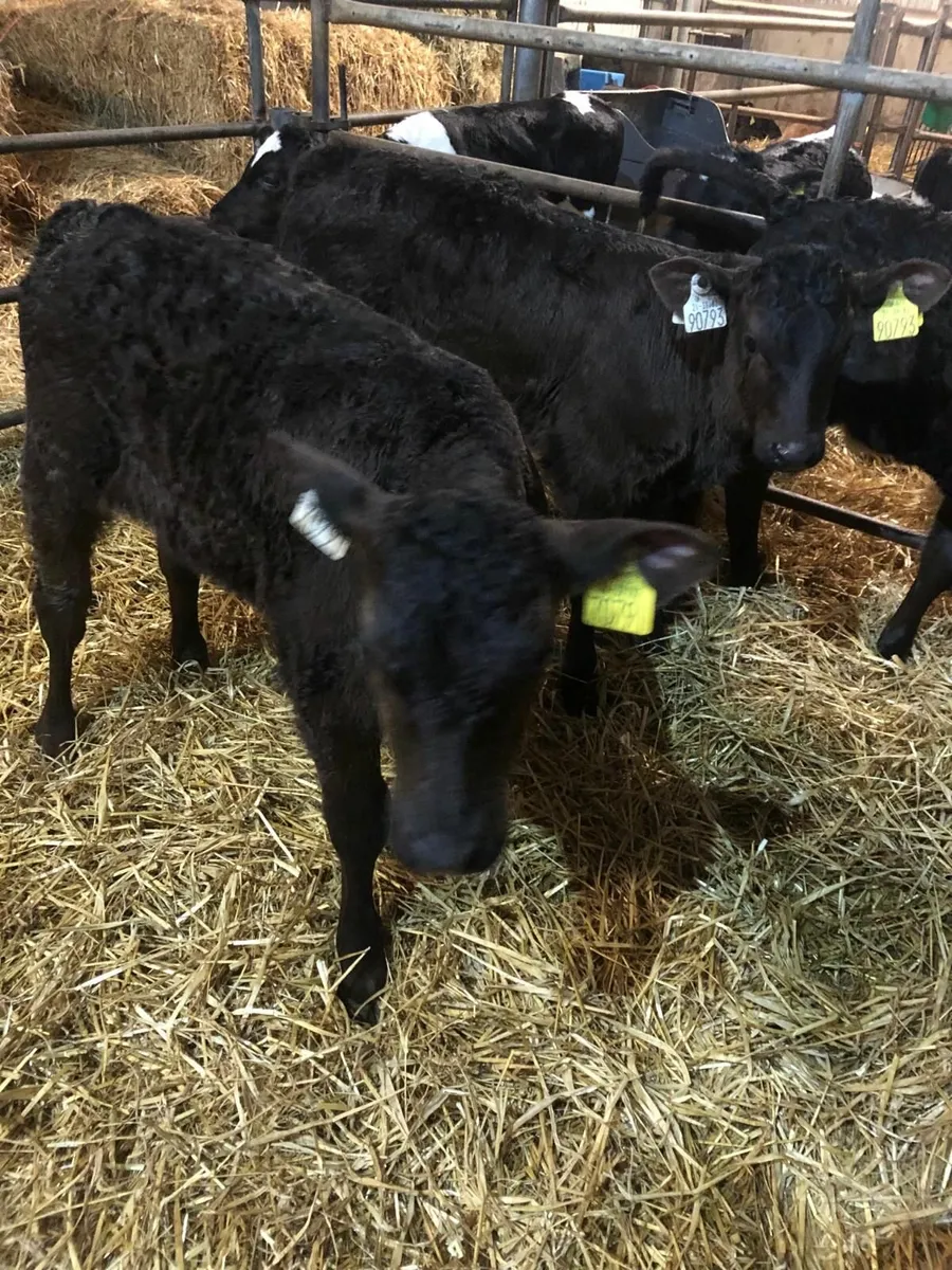 Limousin calves - Image 1