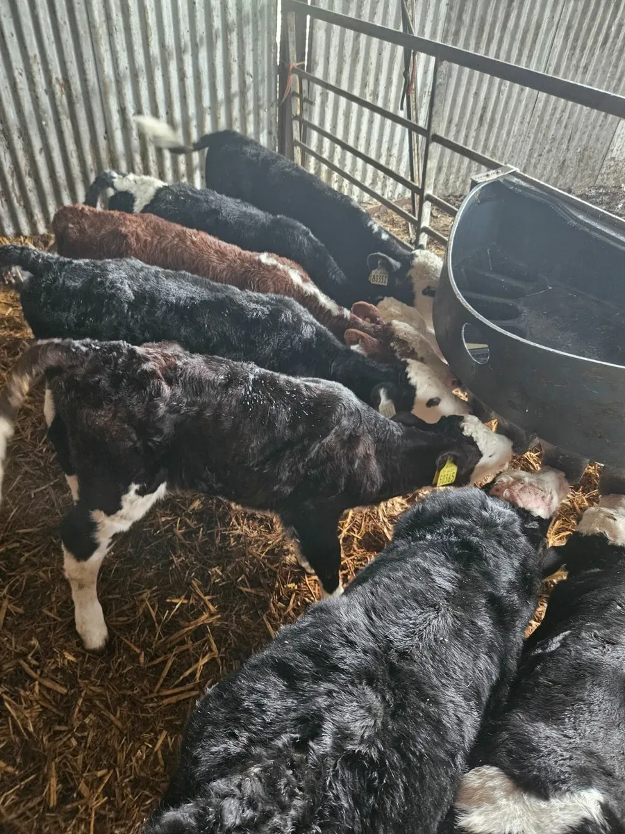 Hereford calves - Image 1