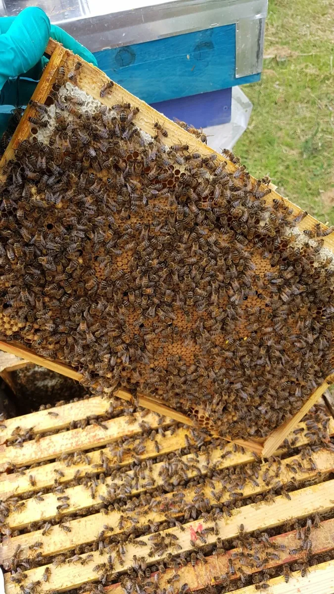 Bees, nucs, timber hives - Image 1