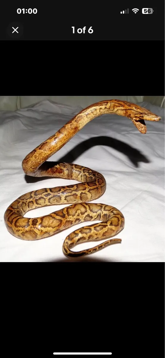 Antique taxidermy snake