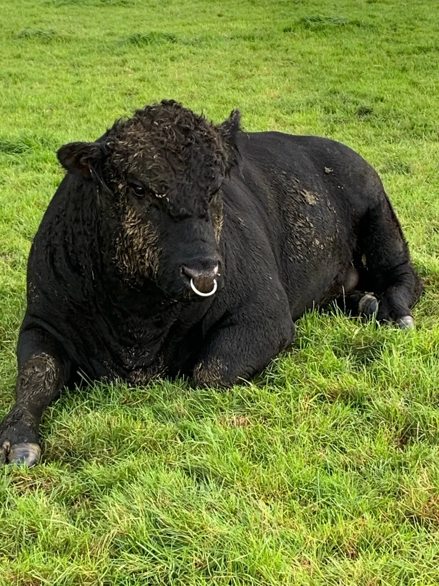 Aberdeen Angus bulls