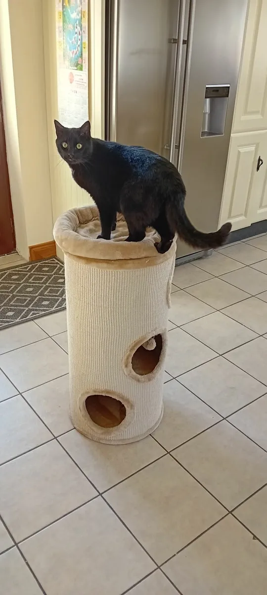 Cat scratch tower with bed and play tunnels