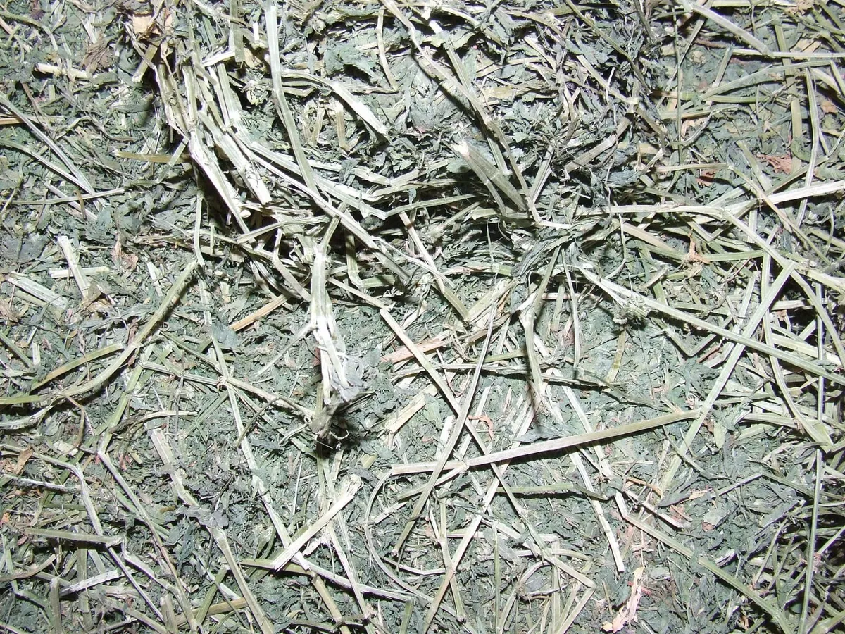 Alfalfa and Chopped Straw for feeding and bedding - Image 1