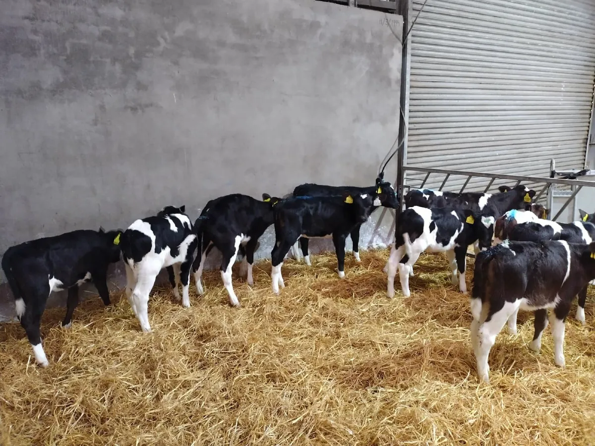 11 ai bred heifer calves Feb born - Image 1