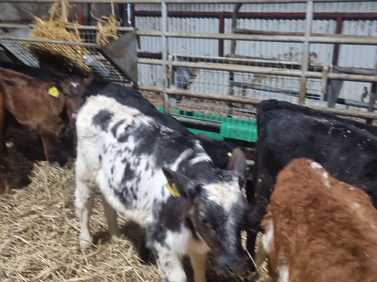 15 Reared heifers calves for sale