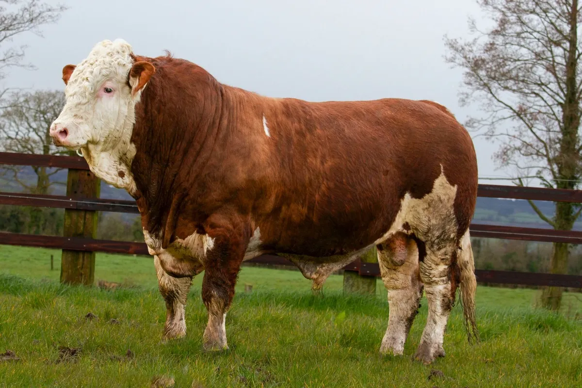 Polled Easy Calving Simmental Bulls 1.7% For Sale - Image 1