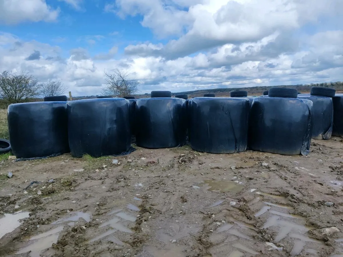 Silage for sale