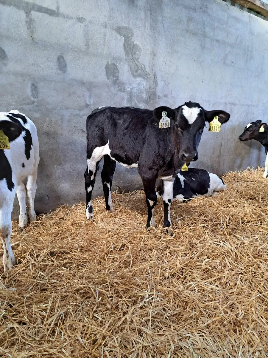 HF heifer calves