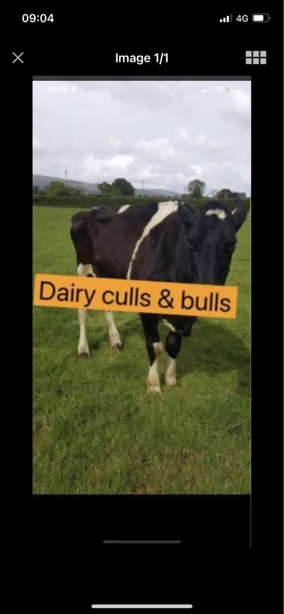 Cull cows call 📞 ☎️ Jason