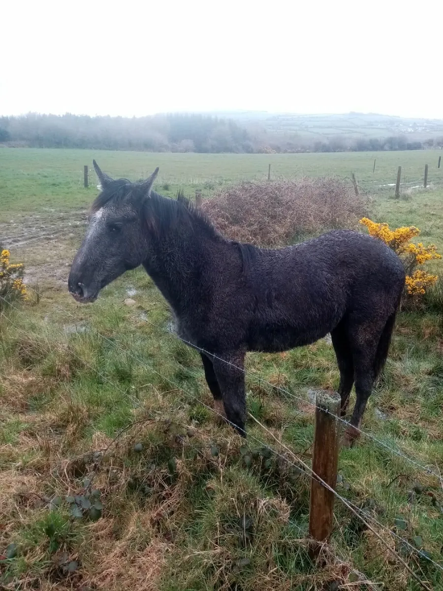 Irish draught filly foal for sale