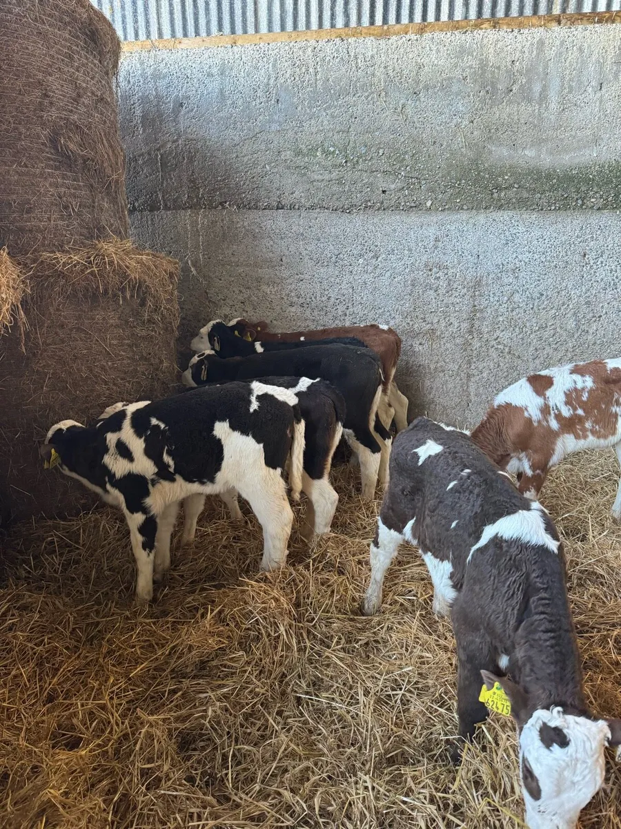 4 and 5 star Simmental heifer calves
