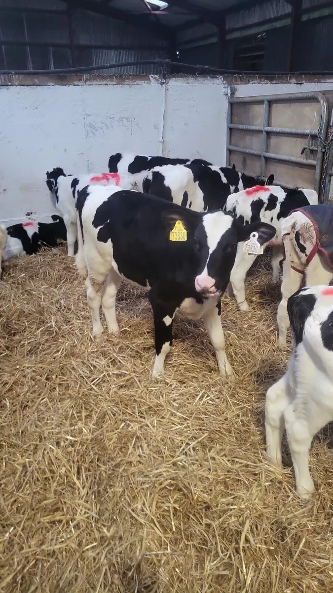 Heifer and bull calves for sale