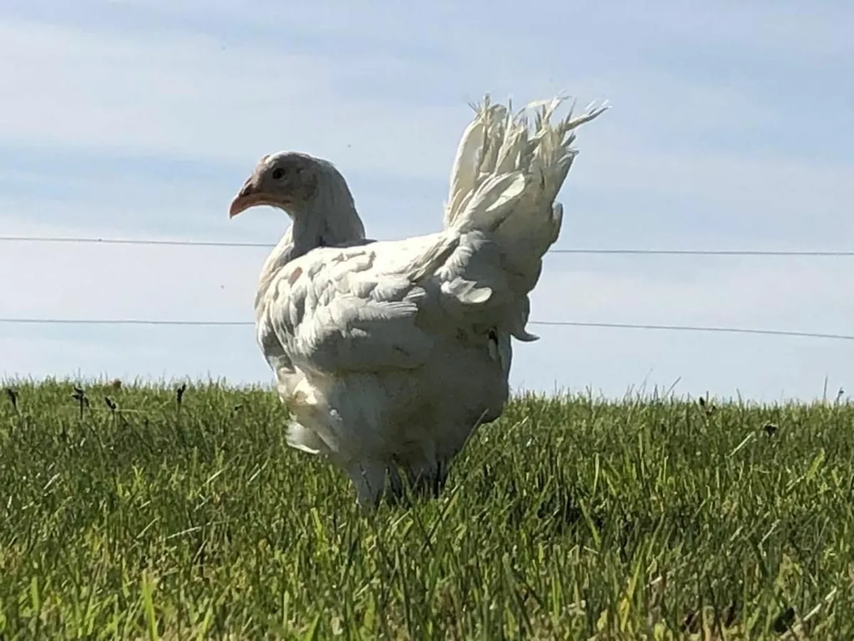 Poultry for sale - Omagh