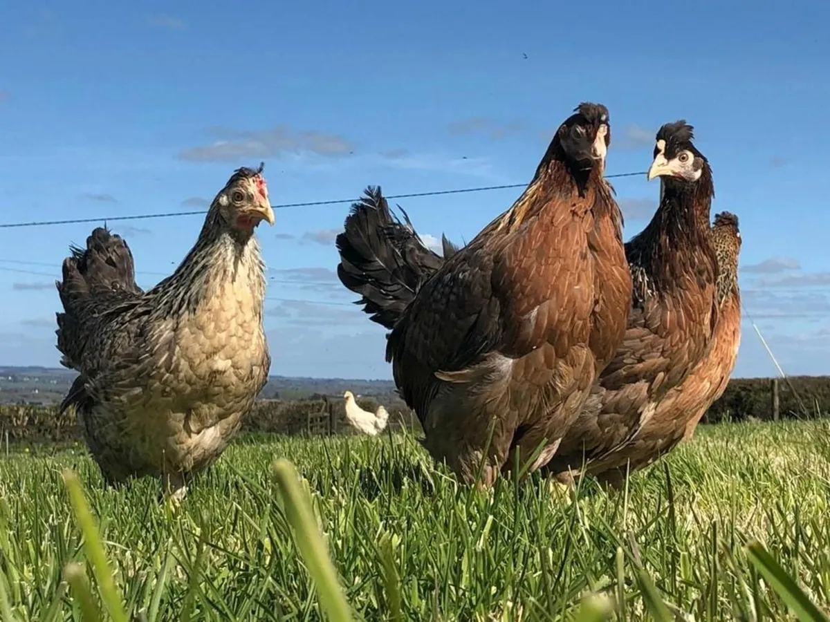 Poultry for sale - Armagh