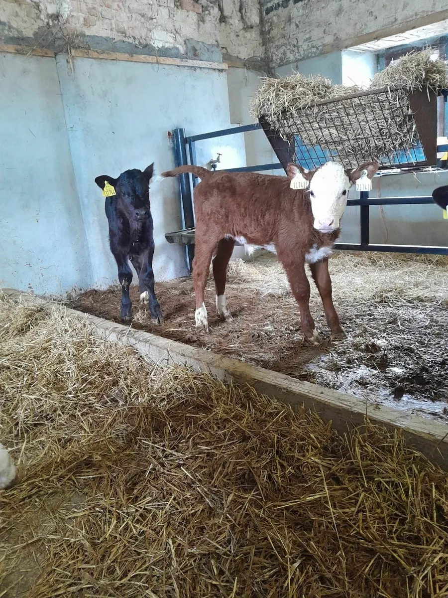 Hereford Calves