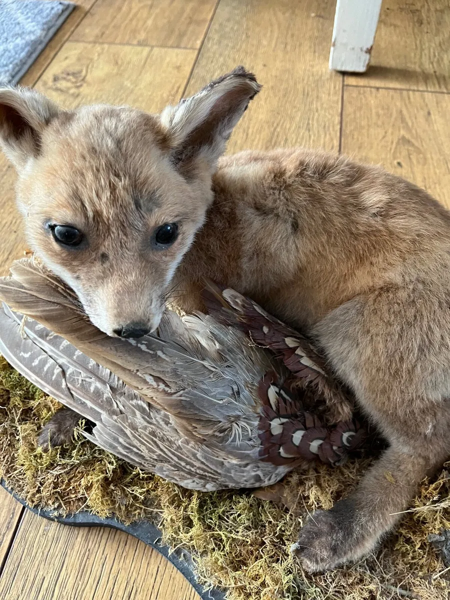 Stuffed Fox Cub