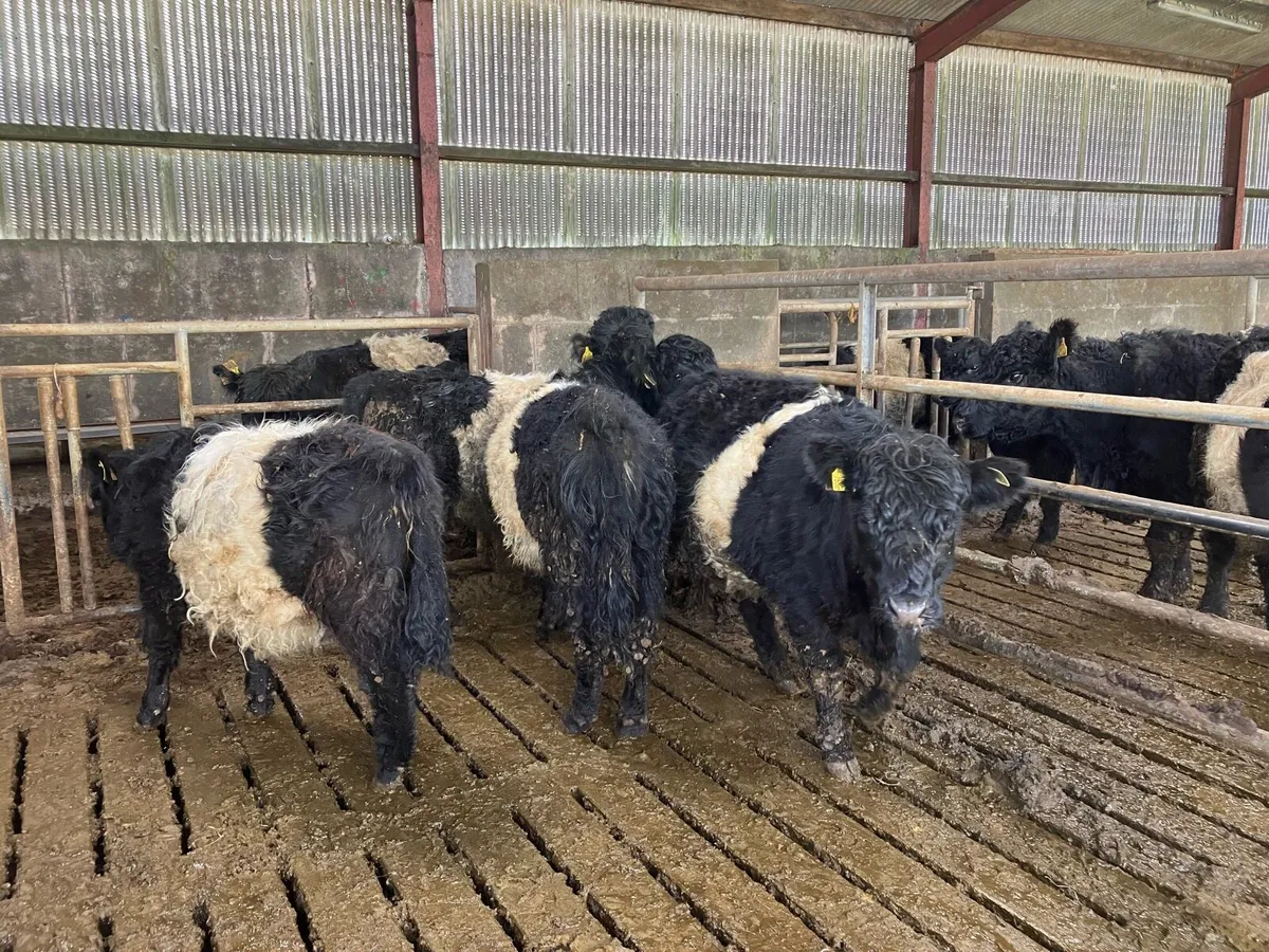 Belted Galloway Yearling Heifers