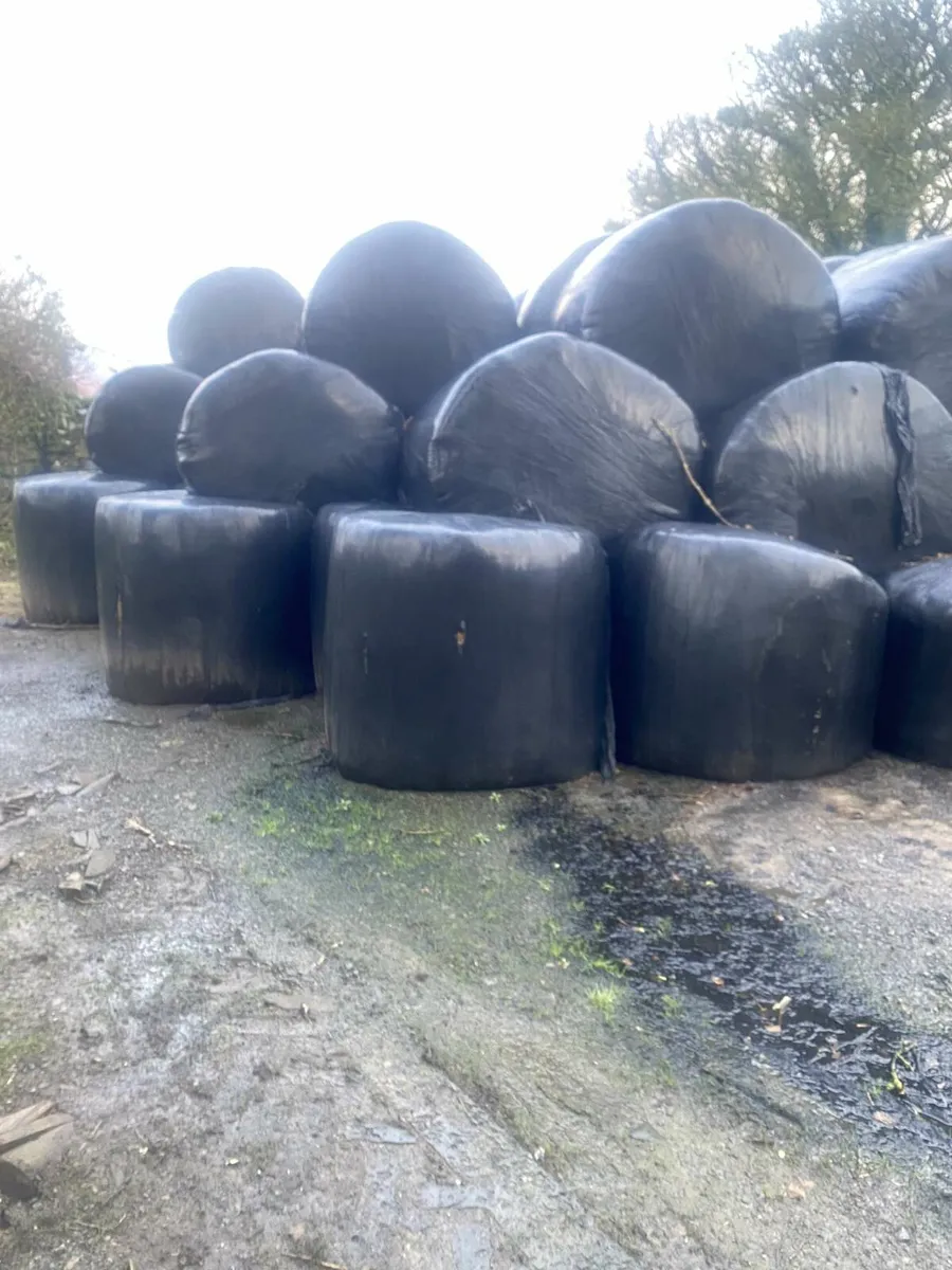 Bales of silage