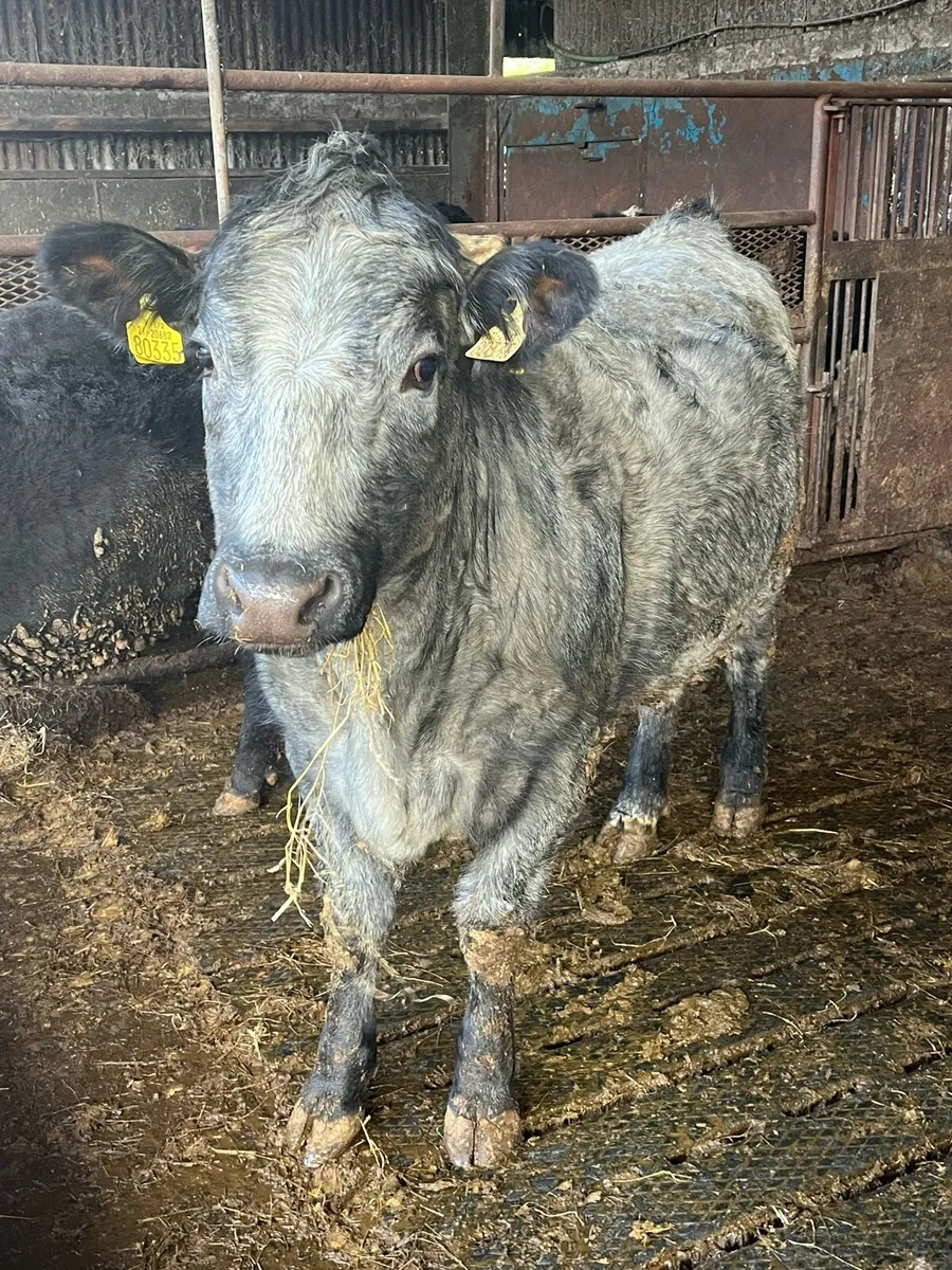 Blue Grey Beef Heifers