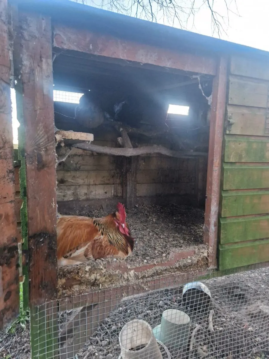 Chicken coop and run