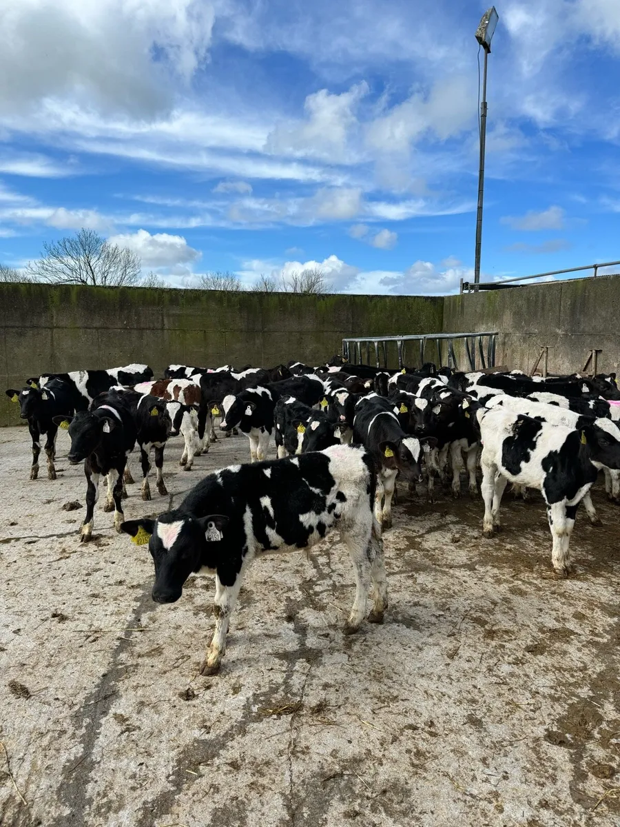 40 reared British Friesian bull calves for sale in Co. Kerry for €1 on DoneDeal