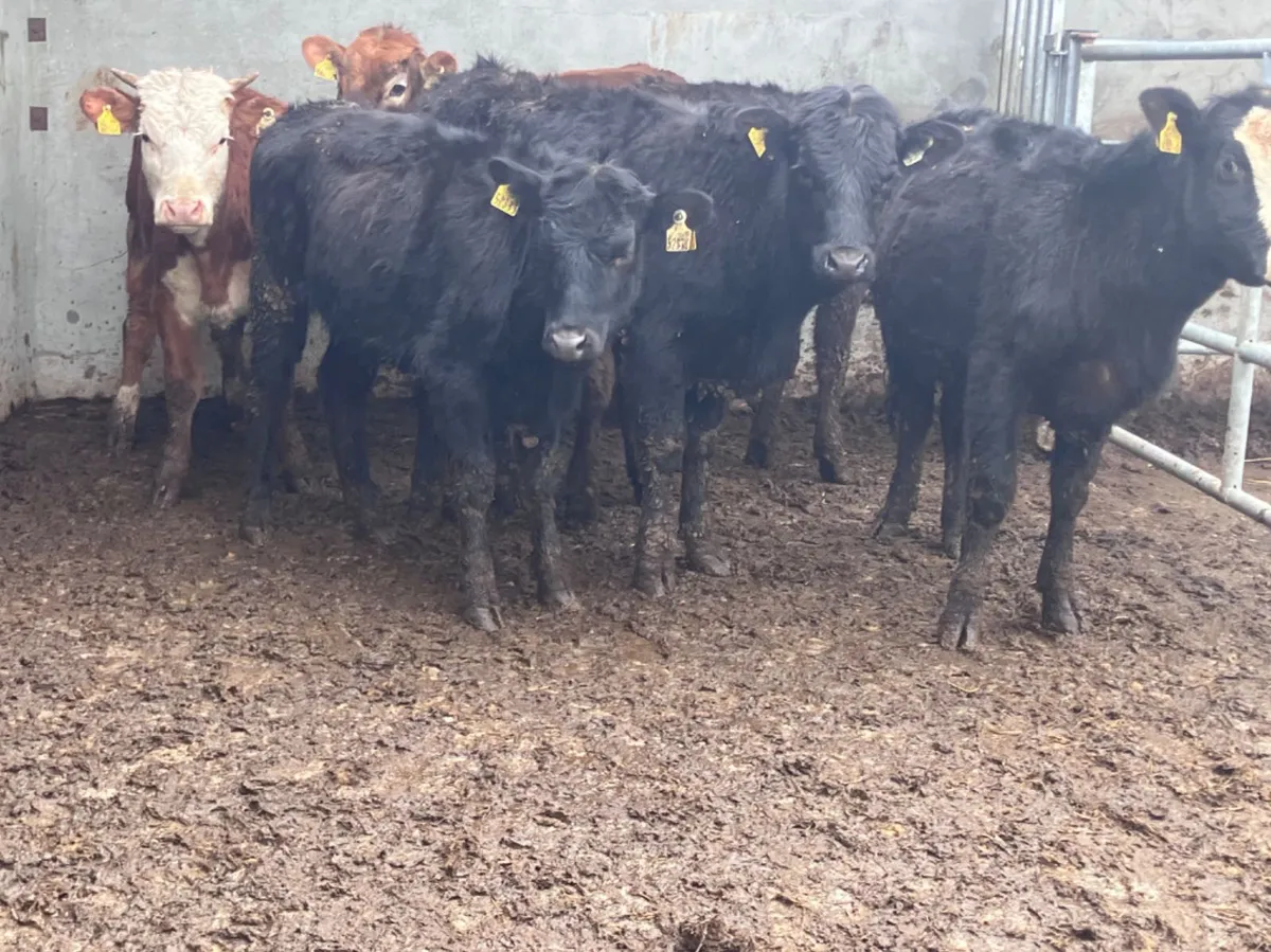 8 weanling heifers for sale @€625