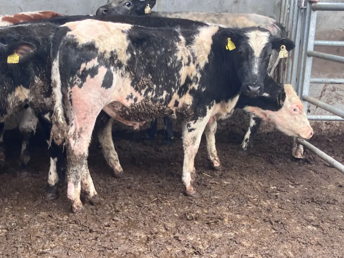 8 Hereford & Belgium blue bull Weanlings for sale