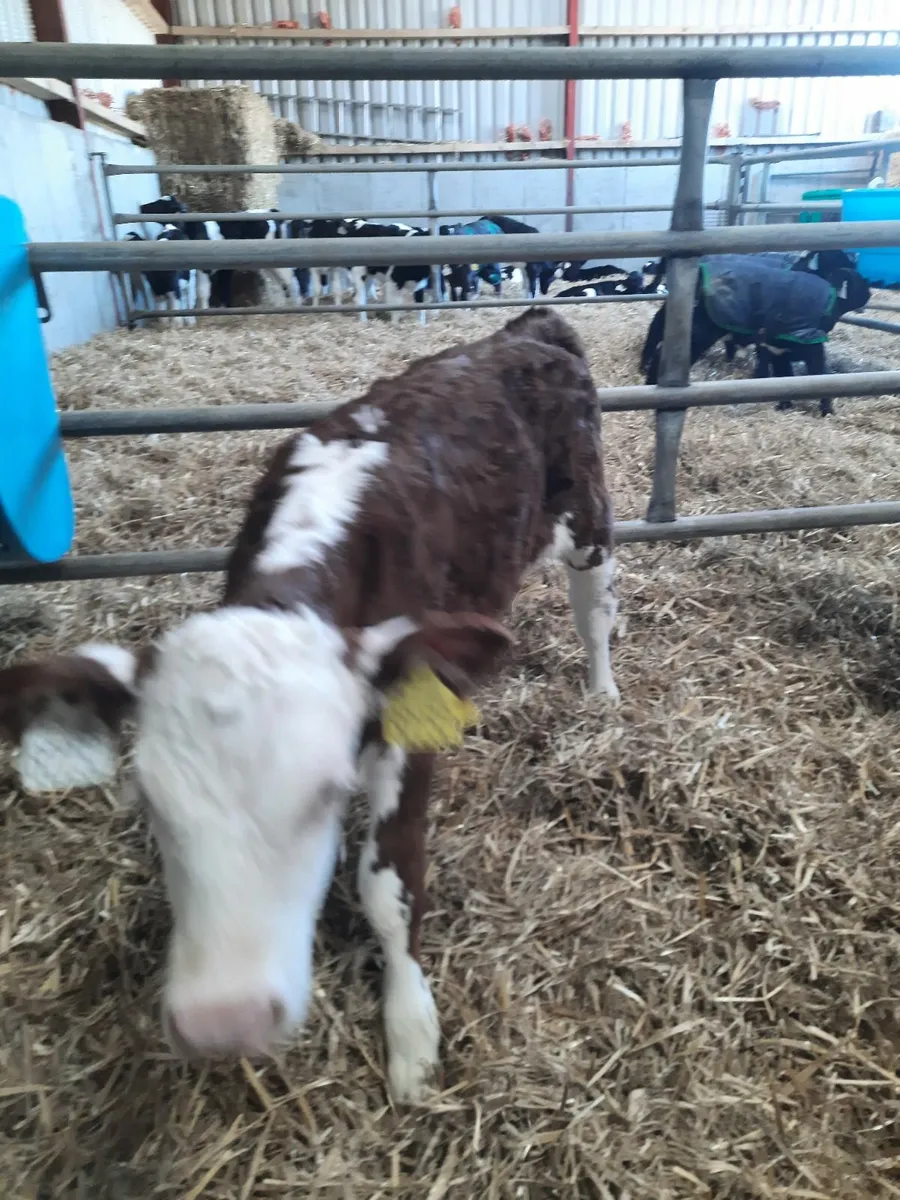 Calves. 10 Hereford heifer and 5 Angus heifer calv