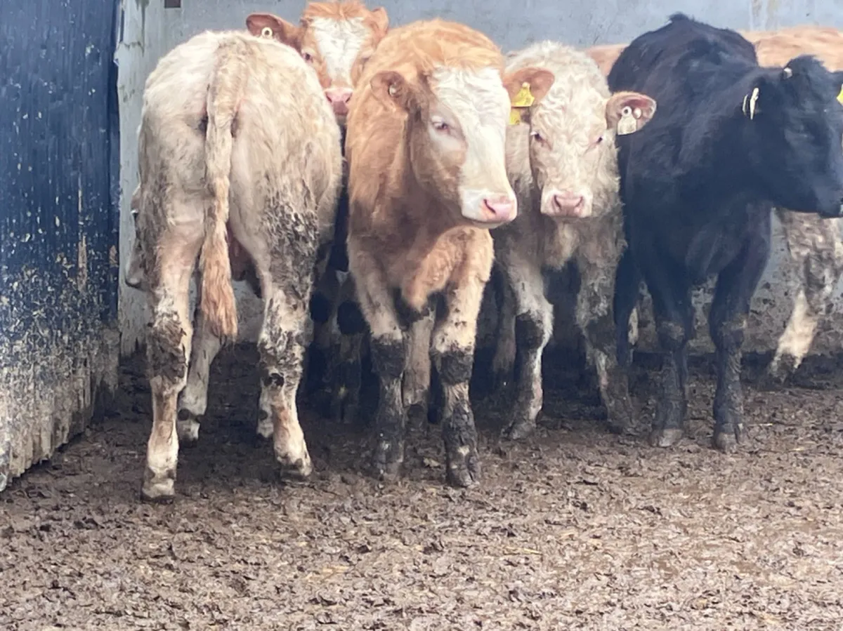 5 ch & lim weanling heifers for sale