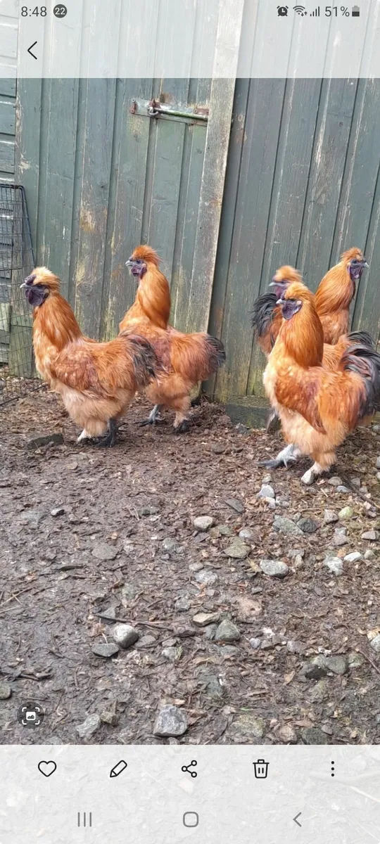 Gold Silkie Roosters