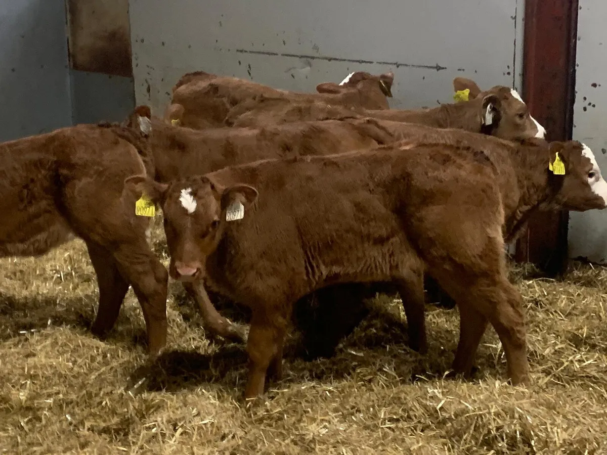 Super Red Limousin Heifer Calves