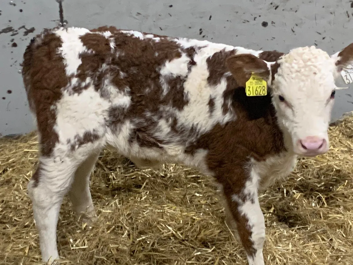 Beef Bred Red SIM Heifer Calves for sale in Co. Tipperary for €0 on