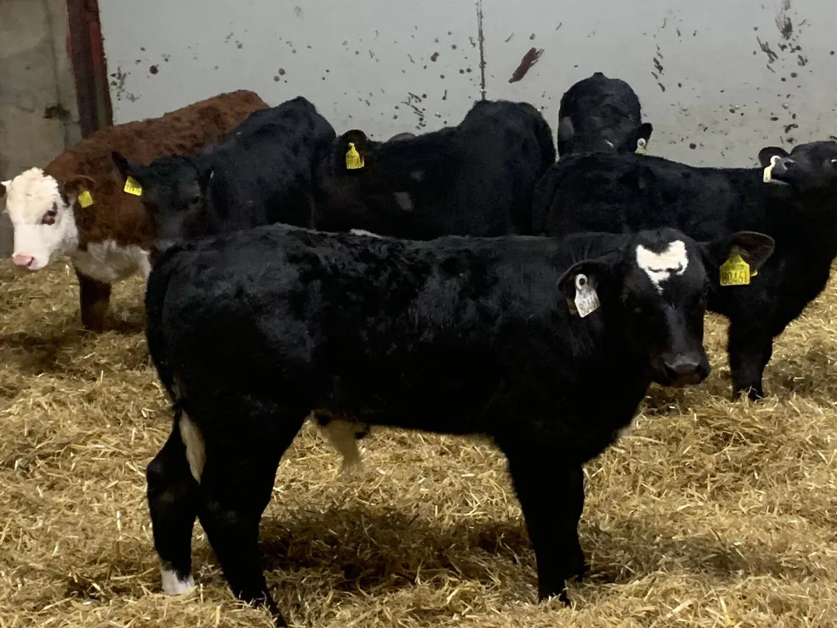 Serious 6/8 Week Old Angus Bull Calves