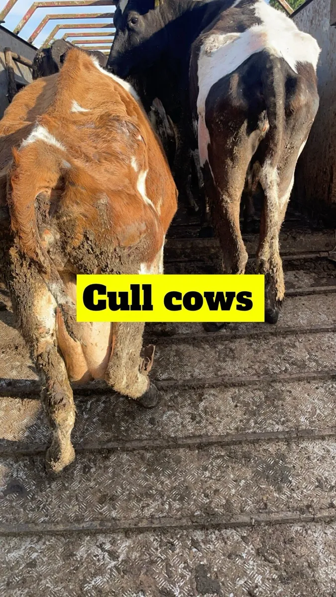 Cull cows call 📞 Jason