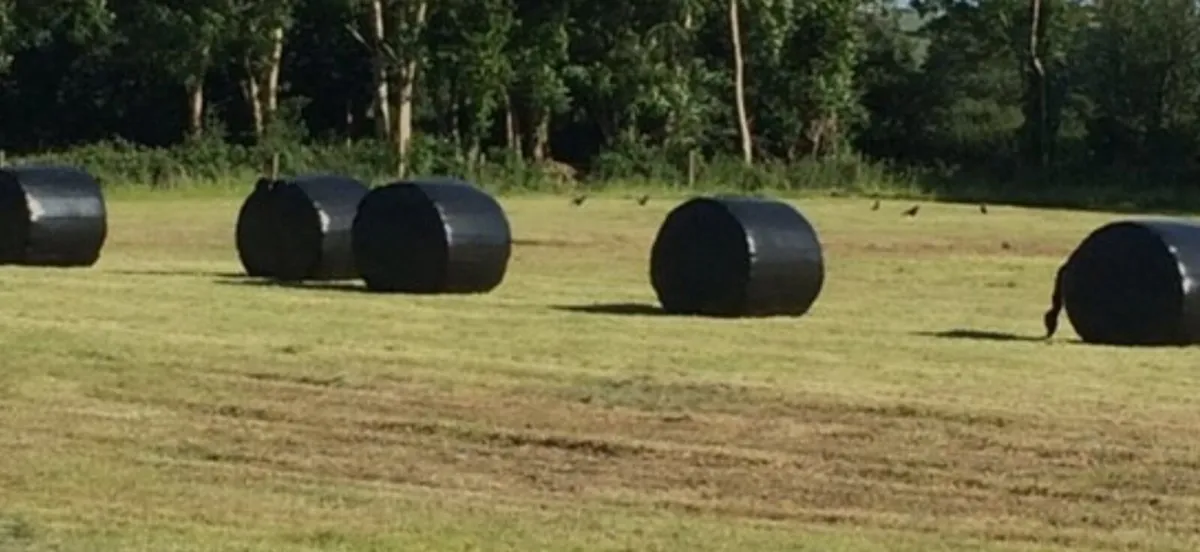 Silage for sale - Image 1