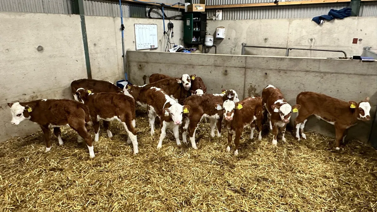WOI Red & White Herefords