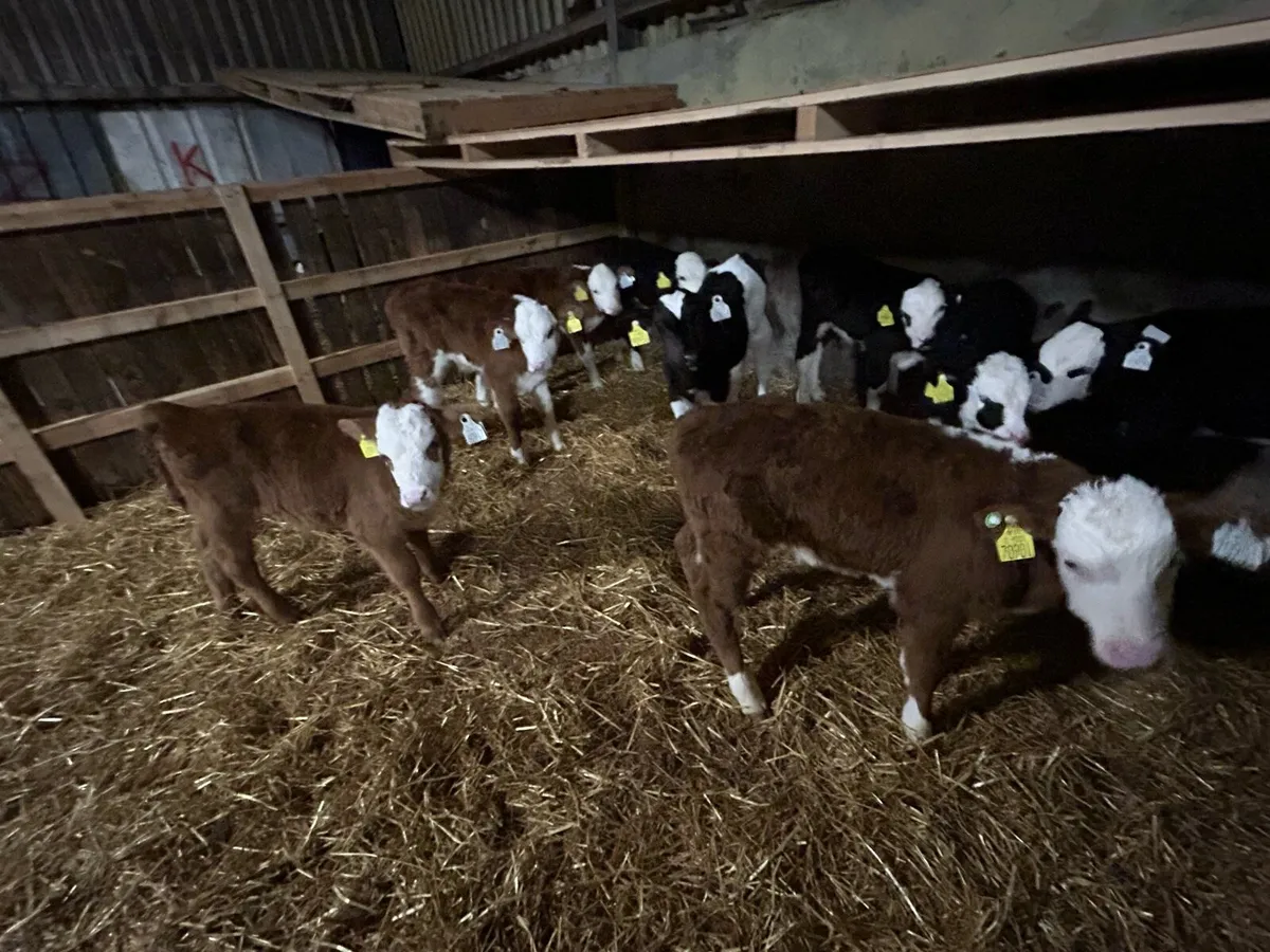 Hereford bull and heifer calfs forsale