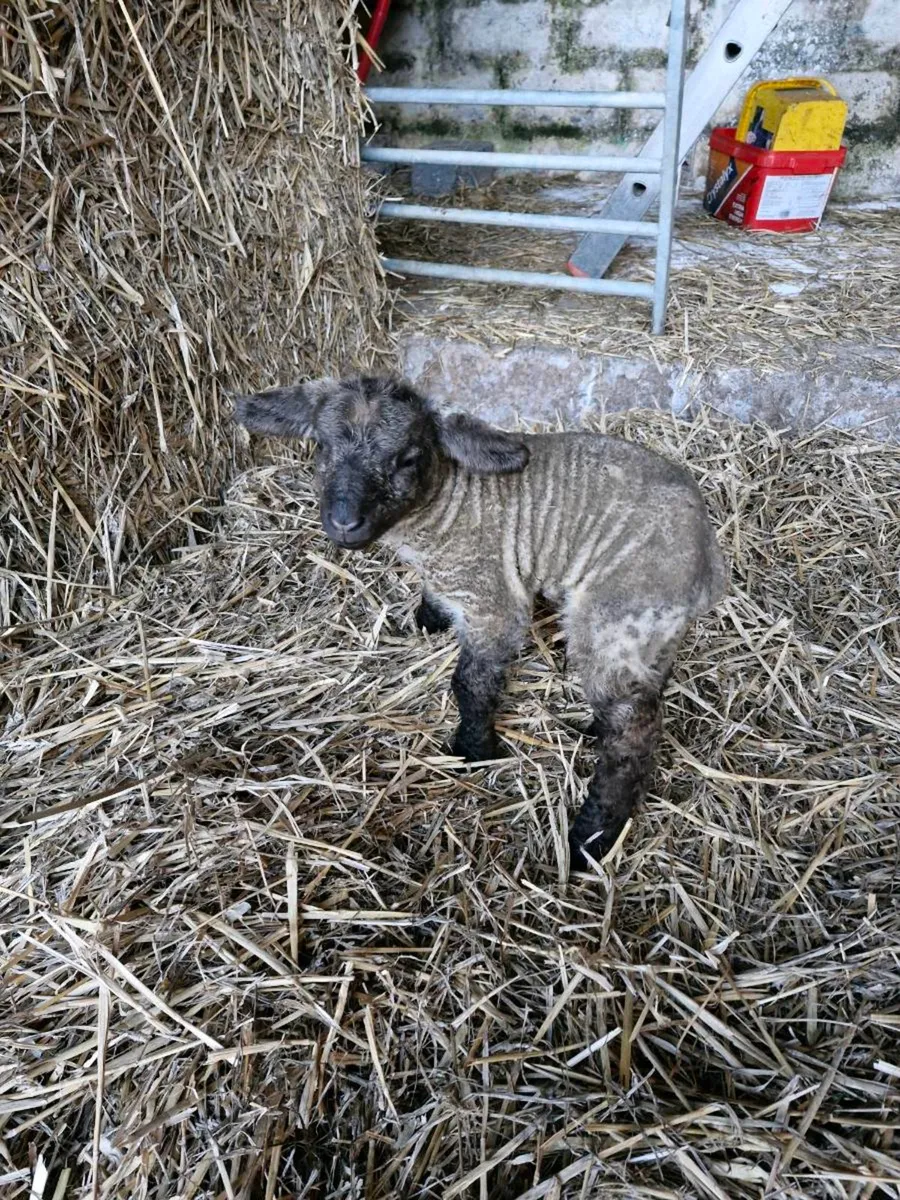Pet lambs available