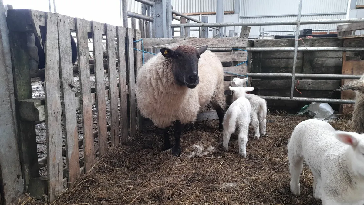 Ewes with lambs