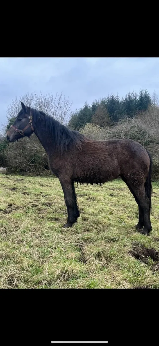 RID Filly 2 year old