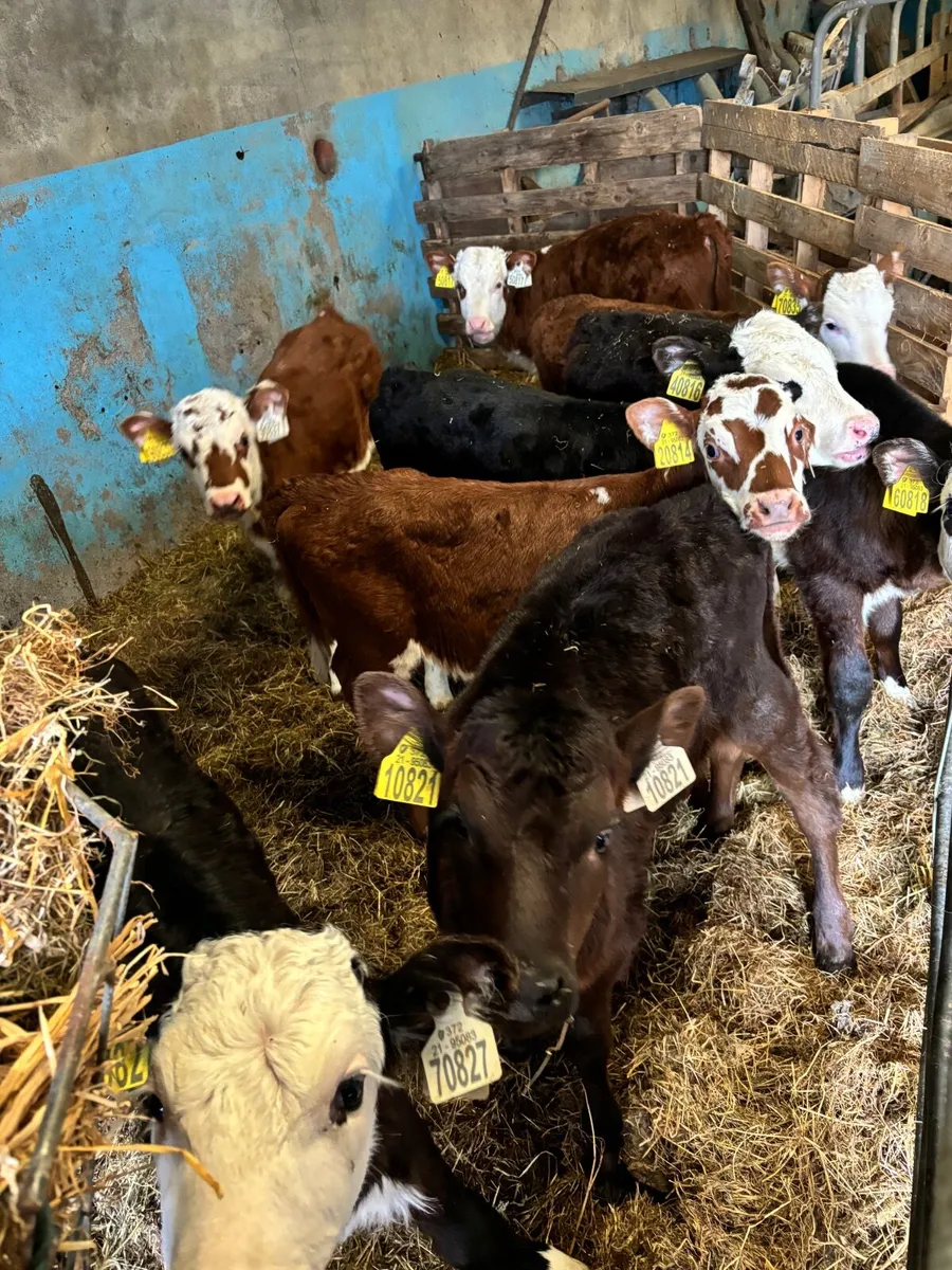 Hereford /Angus bulls and heifers  Calves