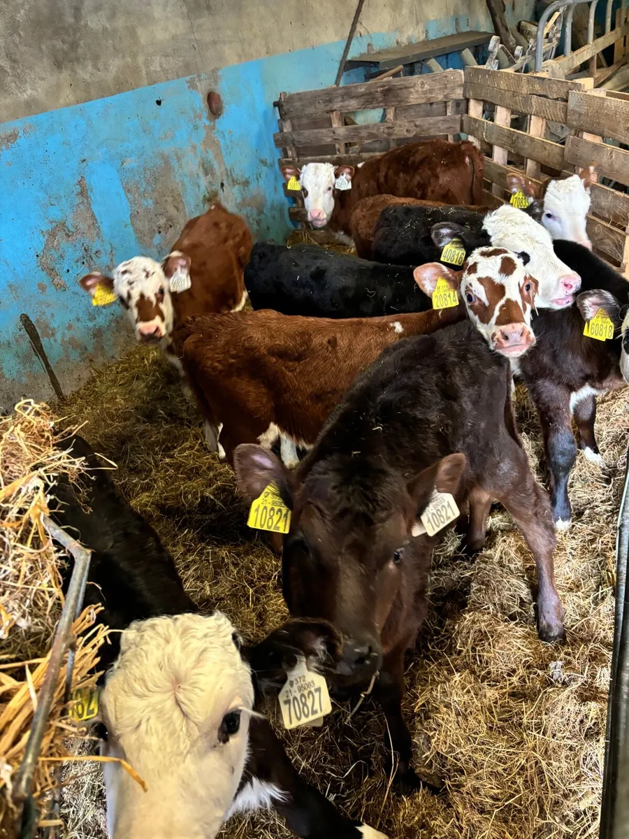 Hereford /Angus bulls and heifers Calves for sale in Co. Monaghan for €170 on DoneDeal