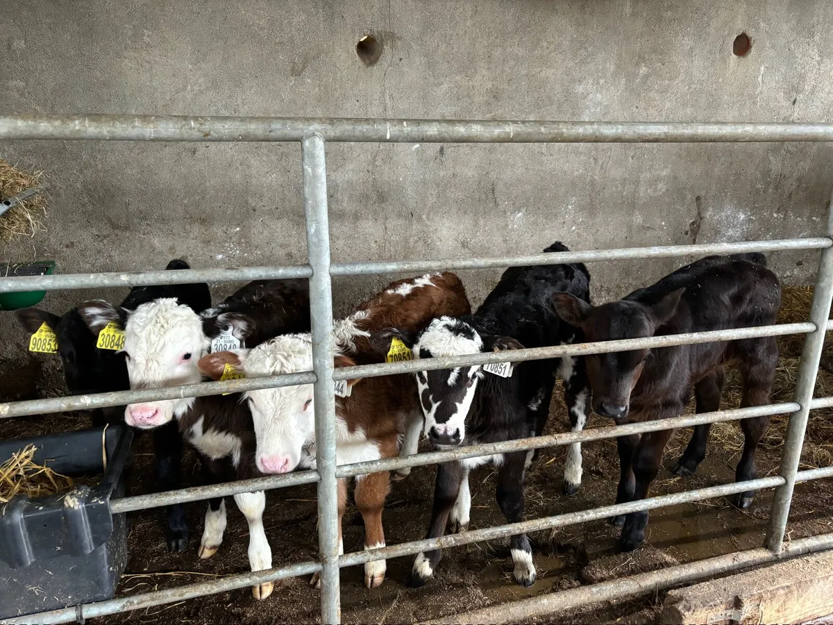 Hereford /Angus bulls and heifers Calves for sale in Co. Monaghan for €170 on DoneDeal
