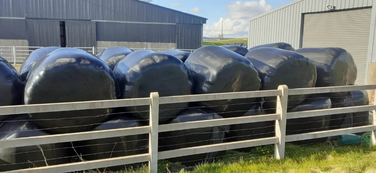Bales of silage
