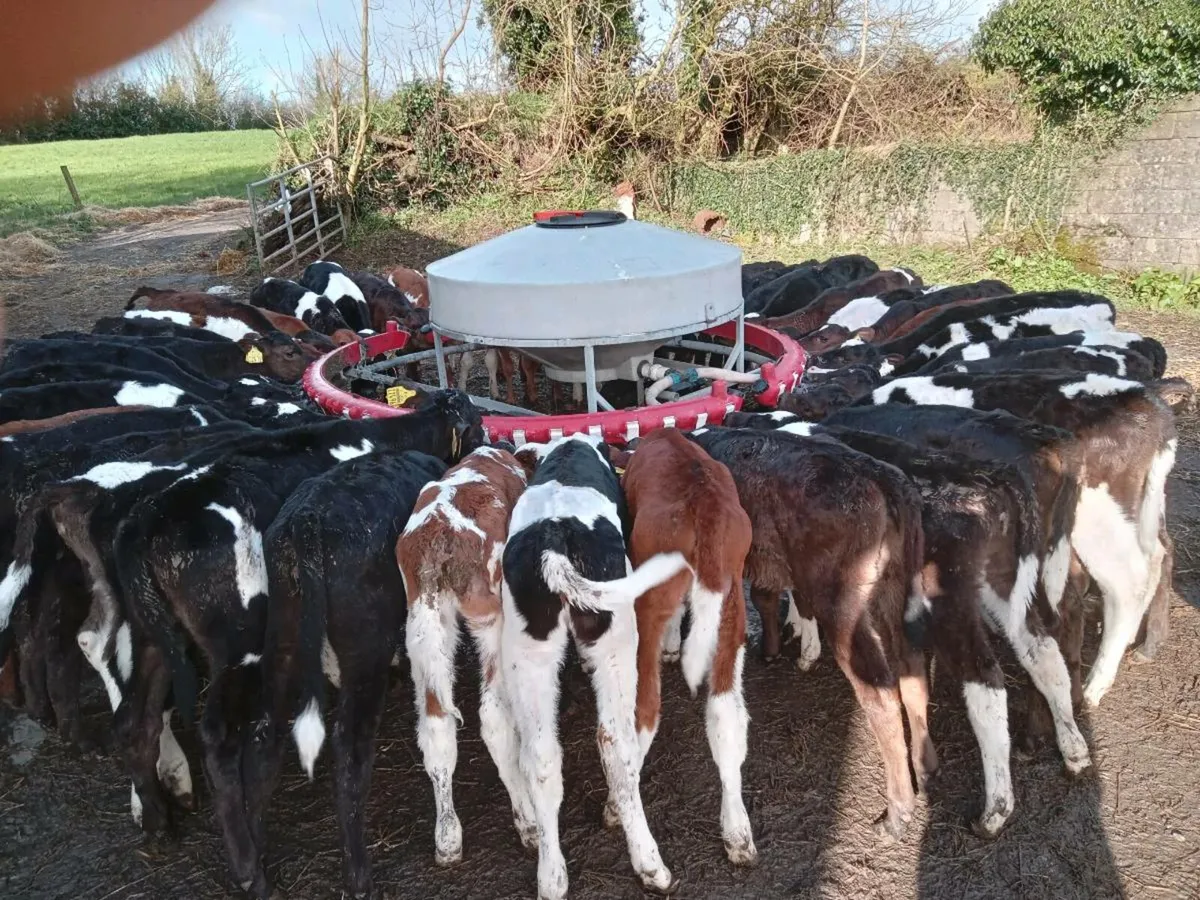 Heifer calves for sale in Co. Mayo for €220 on DoneDeal