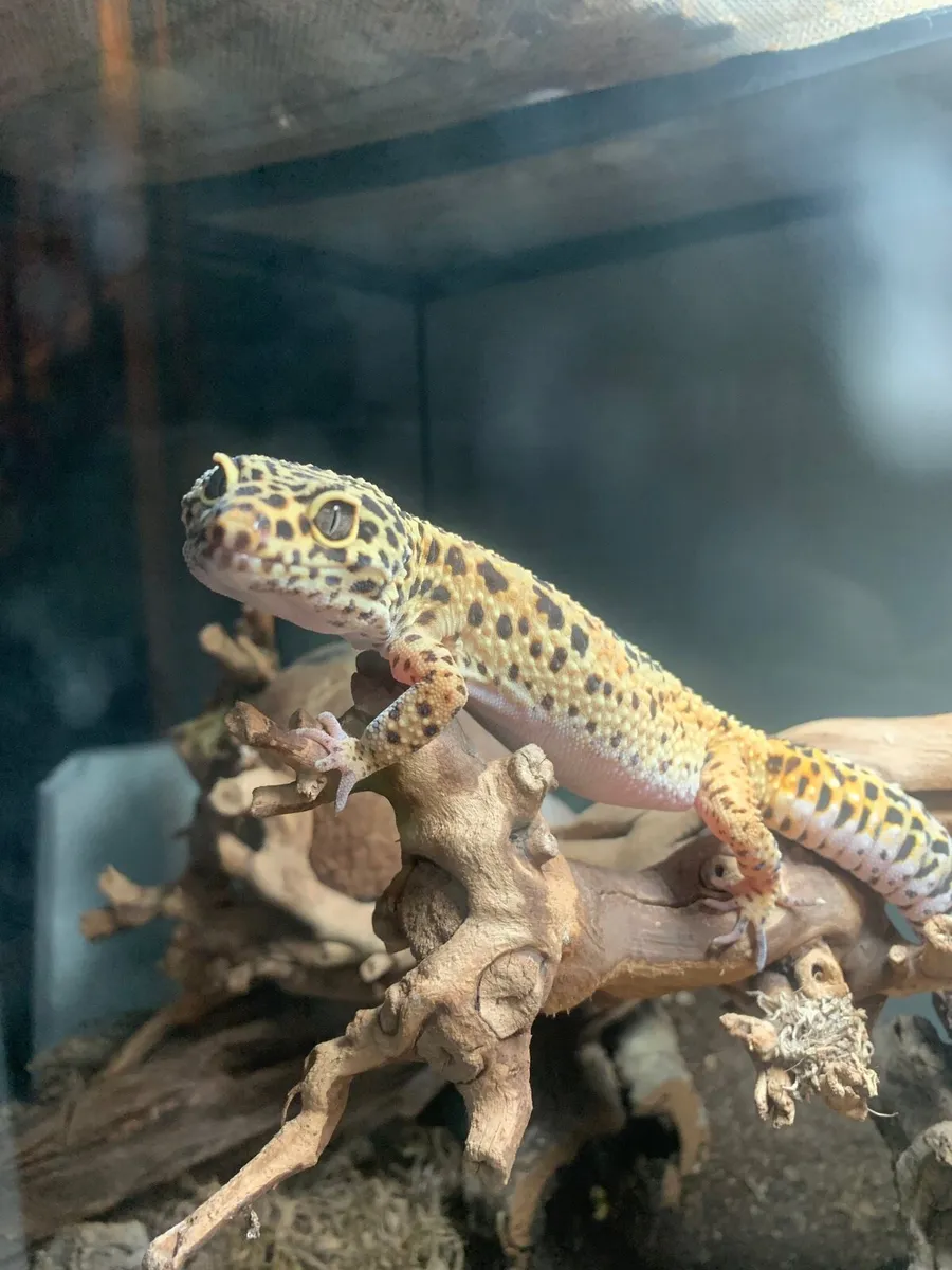 Adult Leopard Gecko w/enclosure PRICE DROP - Image 1