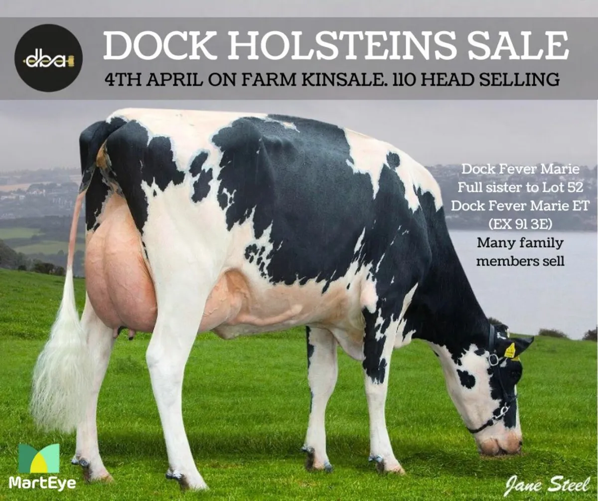 DOCK HOLSTEINS SALE-4TH APRIL ON FARM/ONLINE